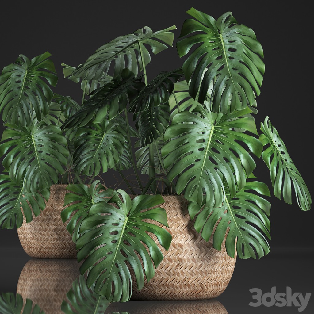 Plant Monstera in the basket 343. Monstera. Indoor monstera, basket, rattan, pot, eco design, natural decor, bush, interior, exotic, flower