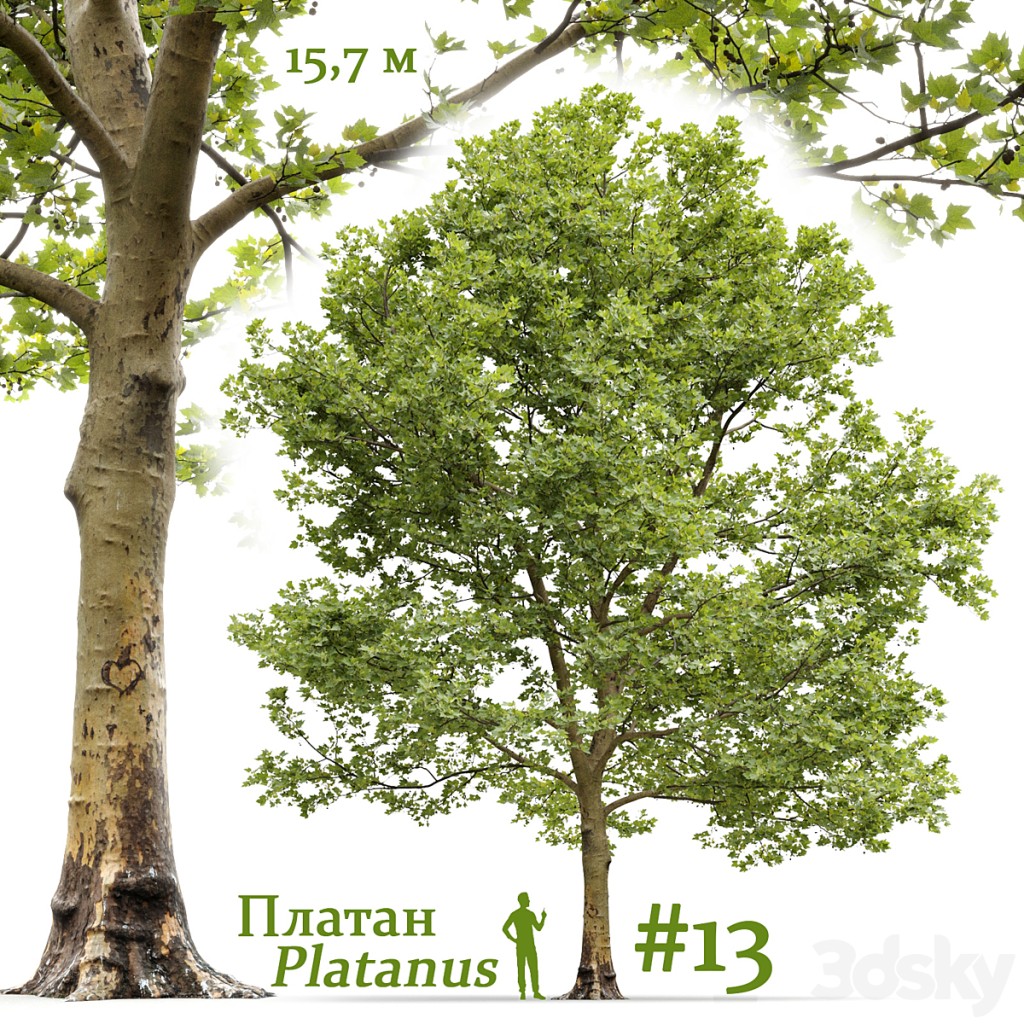 Plane-tree / Sycamore / Platanus #13