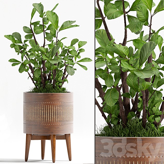 PLANT - 71