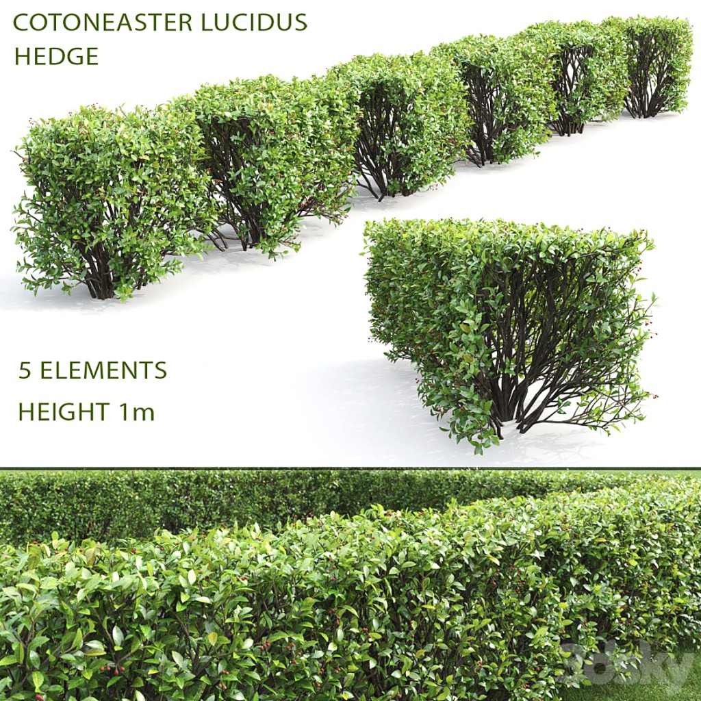 Cotoneaster shiny hedge # 4