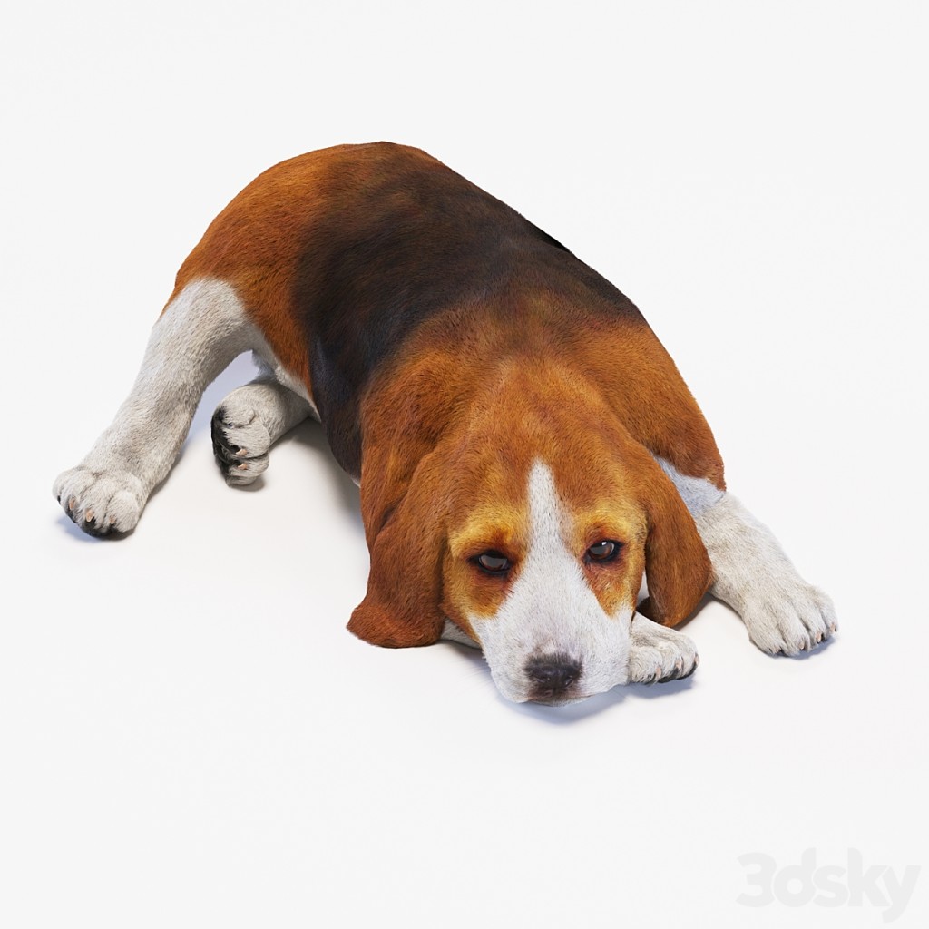 dog Beagle