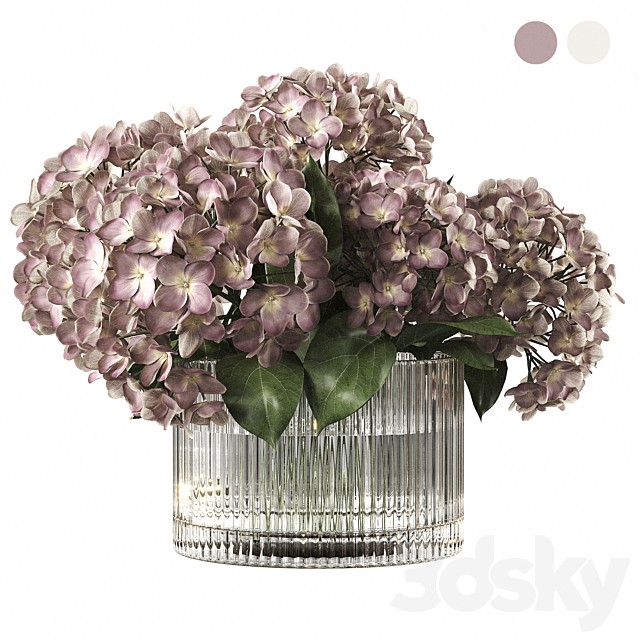 Hydrangea