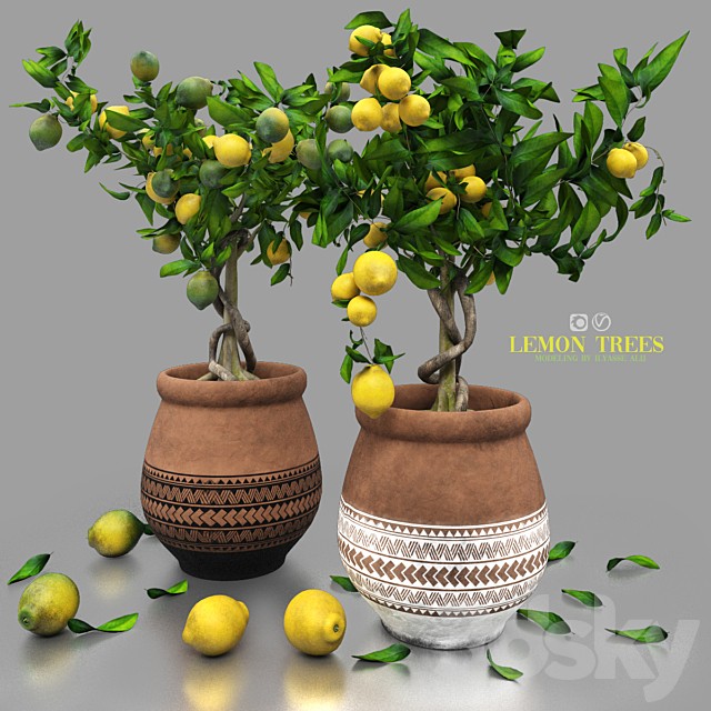 lemon trees