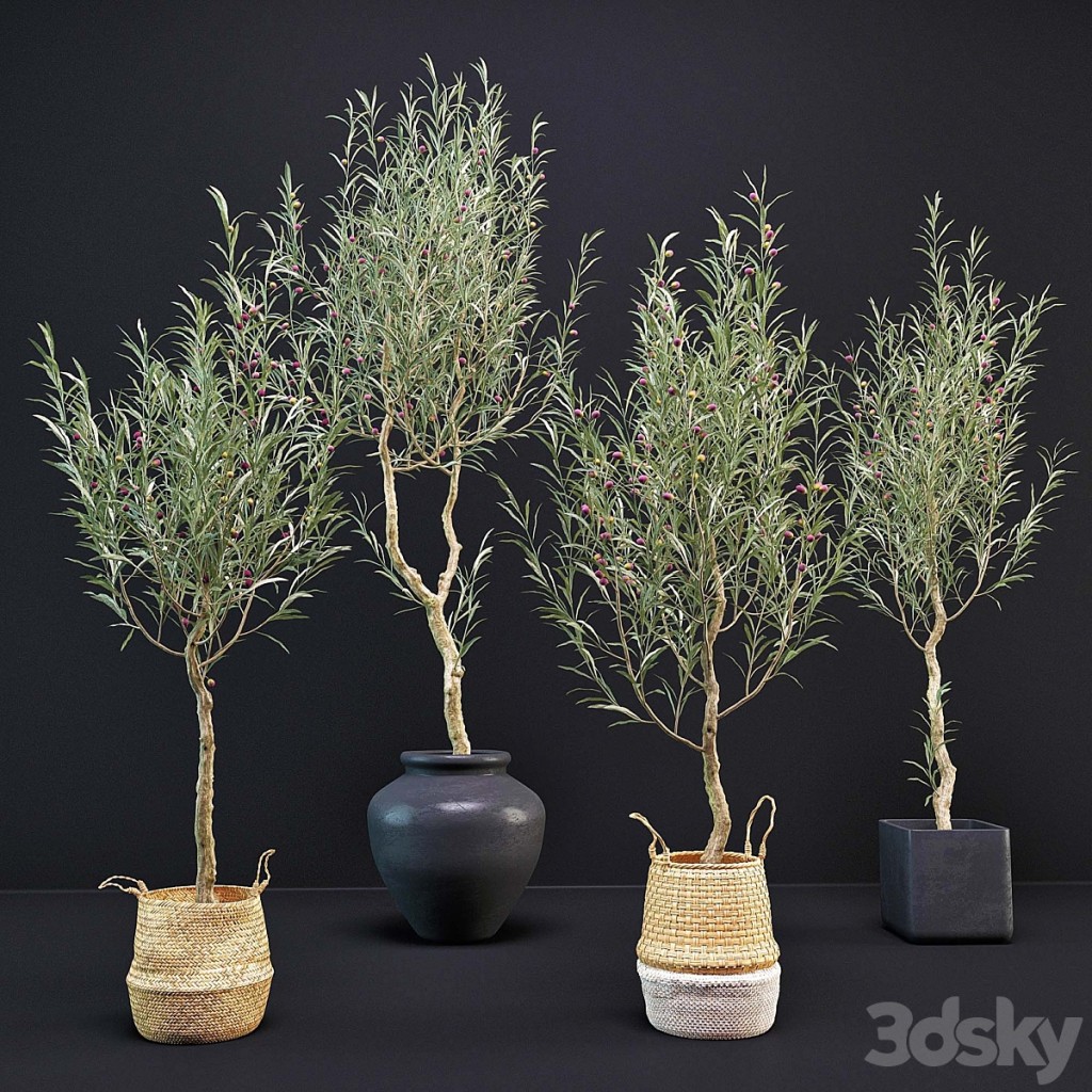 Olive Tree