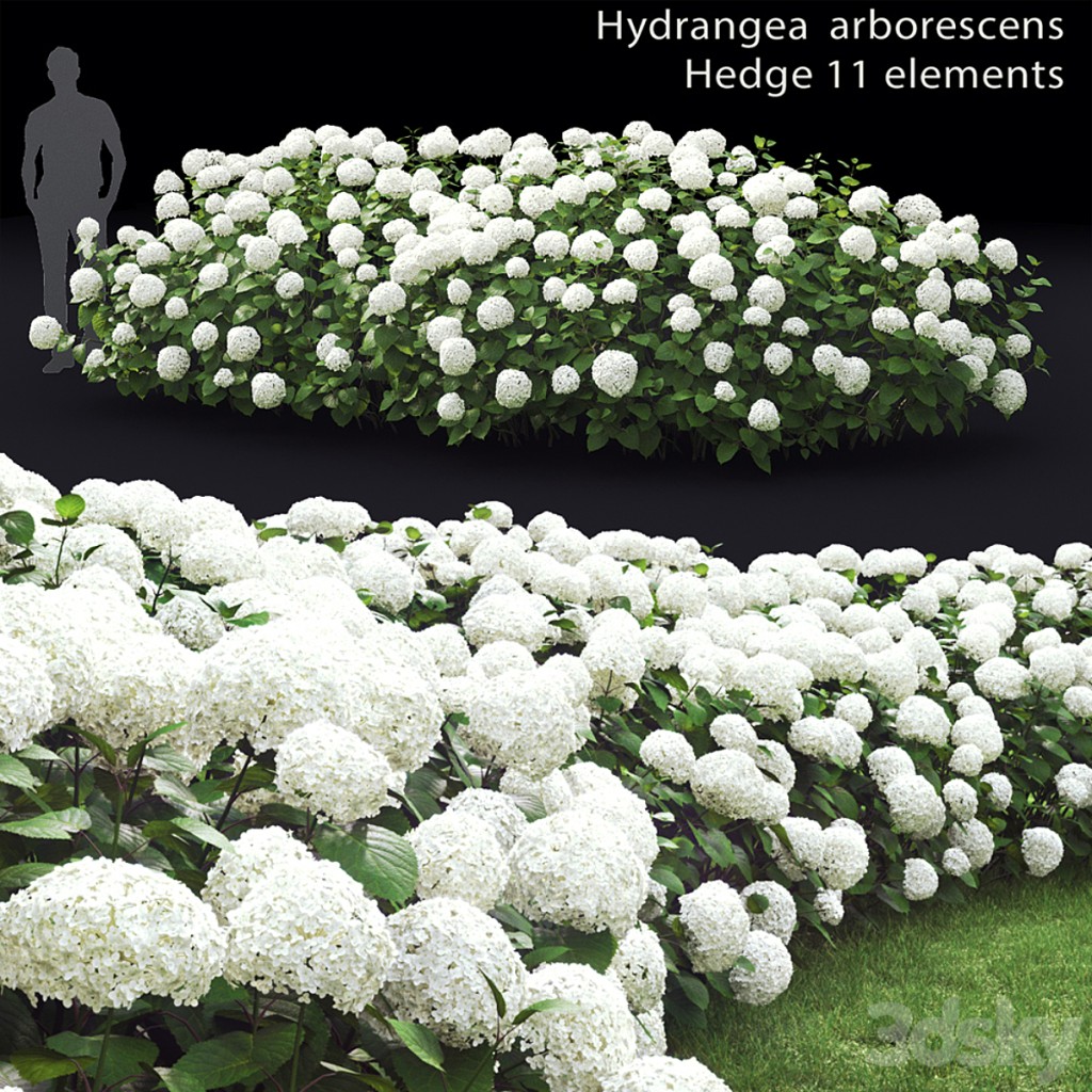 Hydrangea arborescens hedge