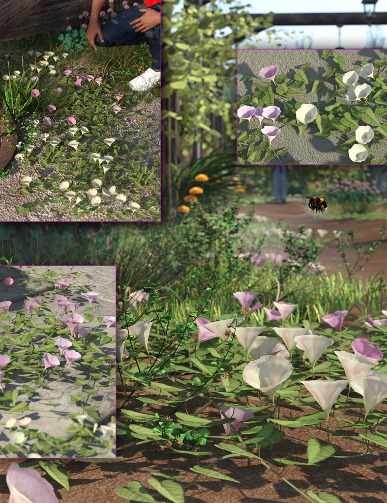 Ground Bindweed - LR Flowering Plants