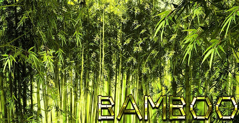 Bamboo