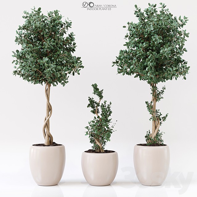 Indoor Plant 03