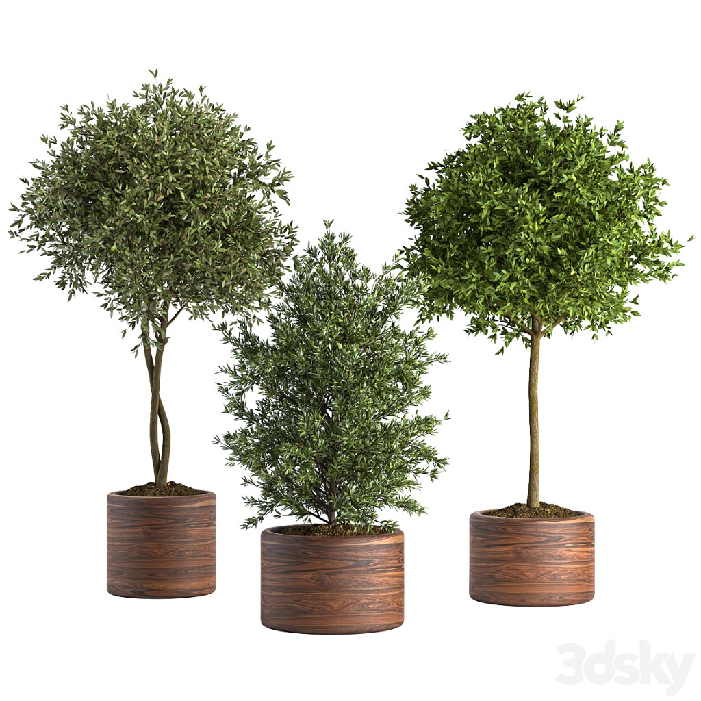 Indoor Plants Set No 1