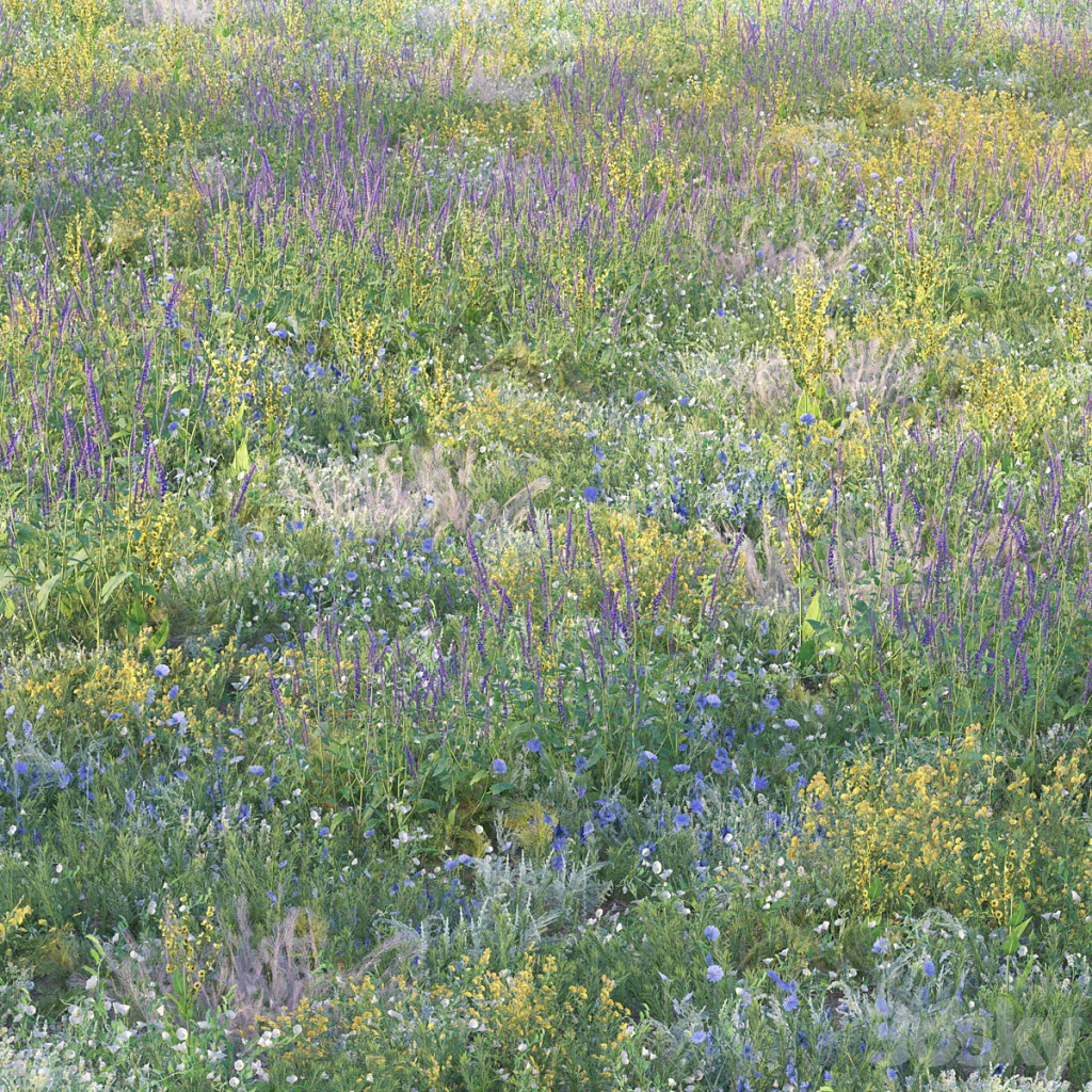 Flowering meadow grass 1