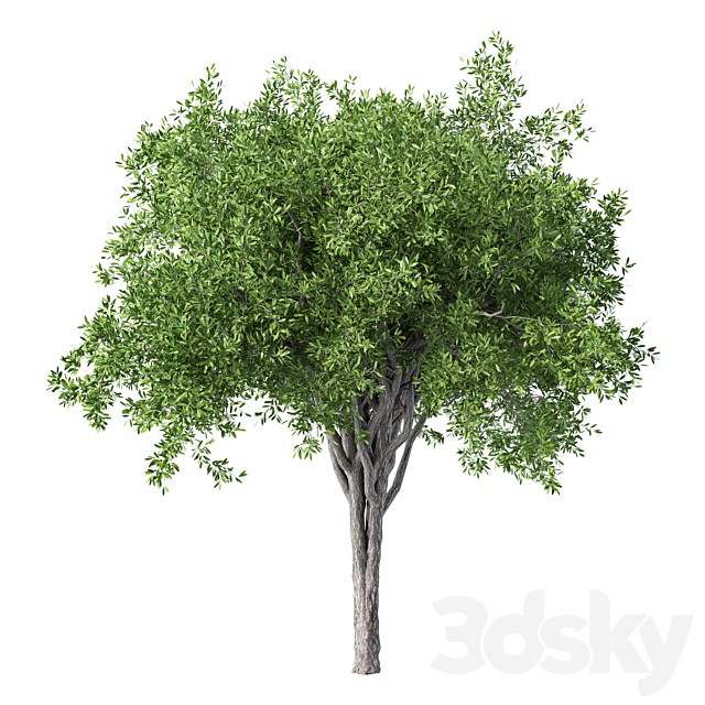 Tree No.125