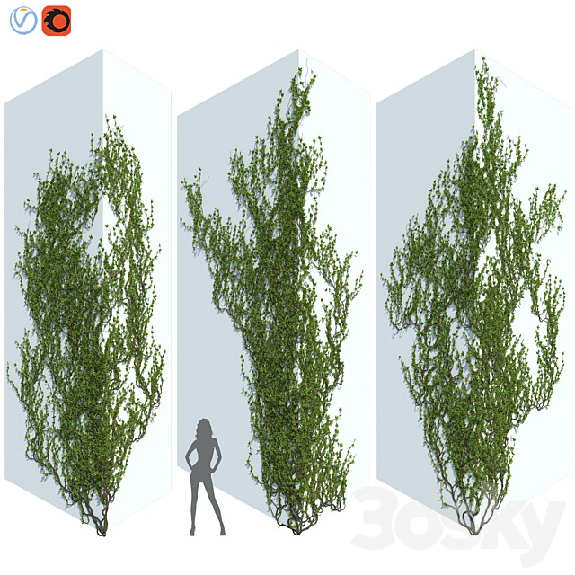 Ivy Wall Corner 02
