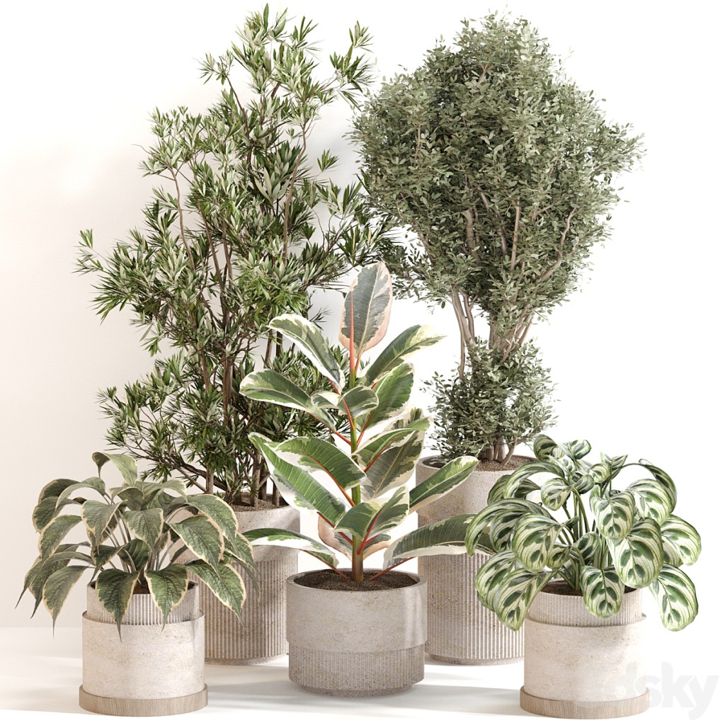 Indoor Plant