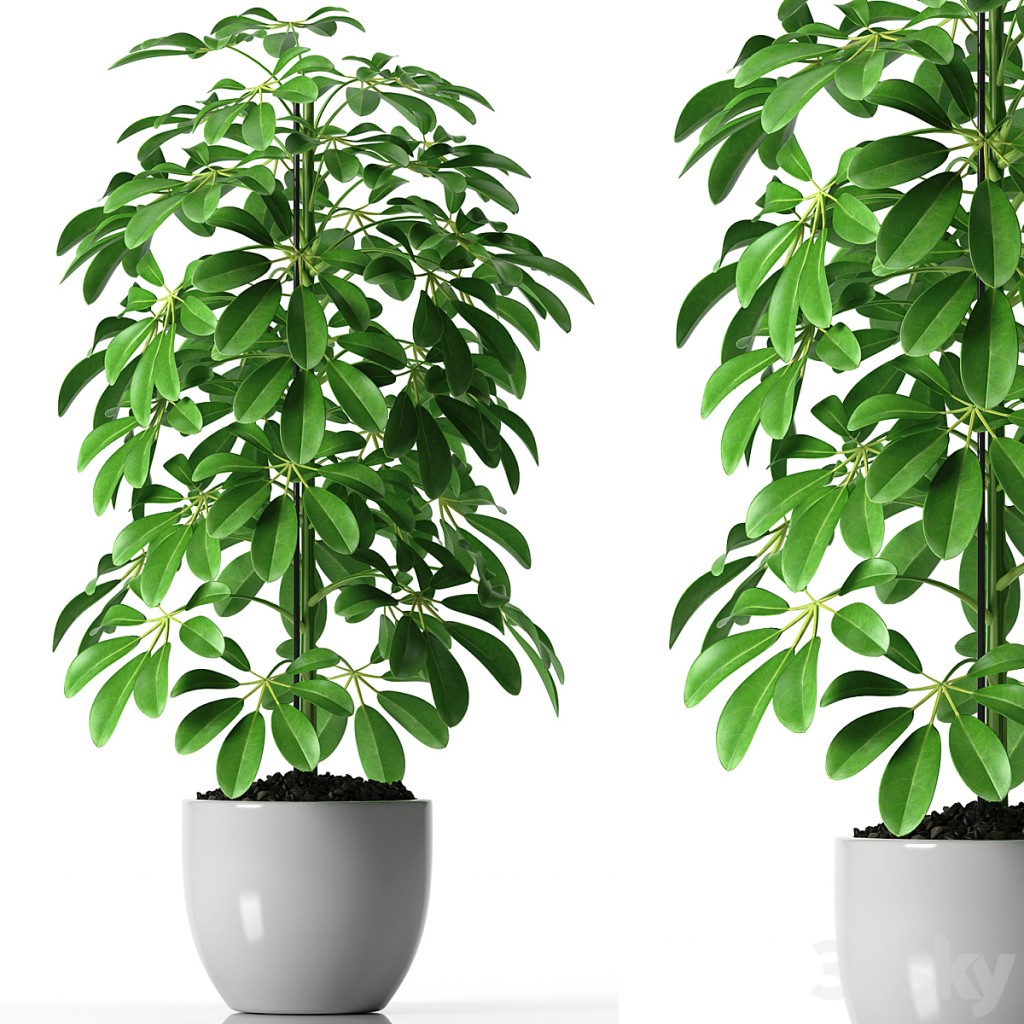 SCHEFFLERA PLANTS 35