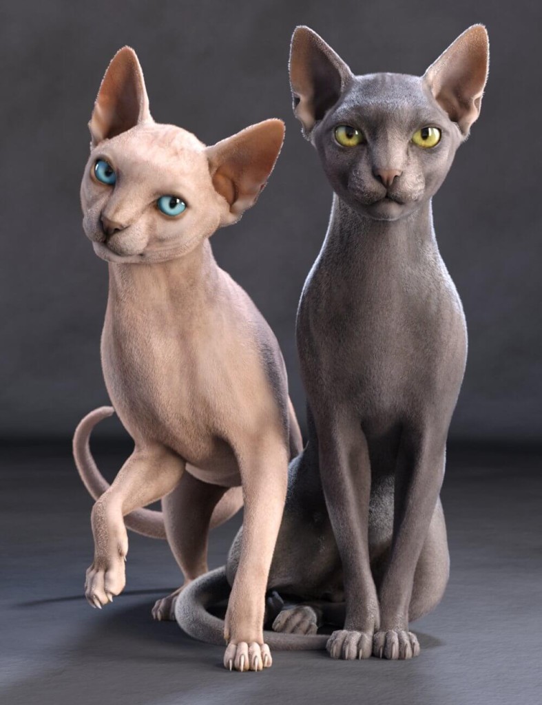 Sphynx for Cat Zeus