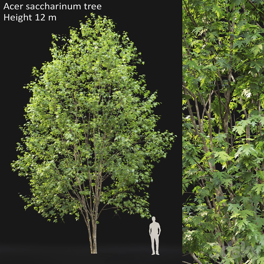 Acer saccharinum