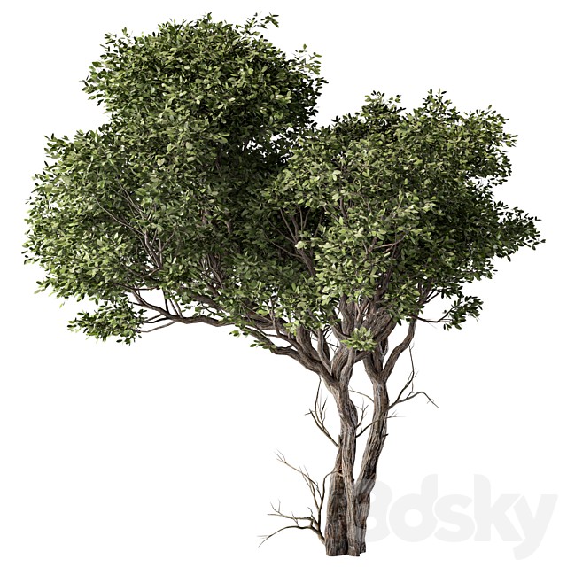 Tree Set.232