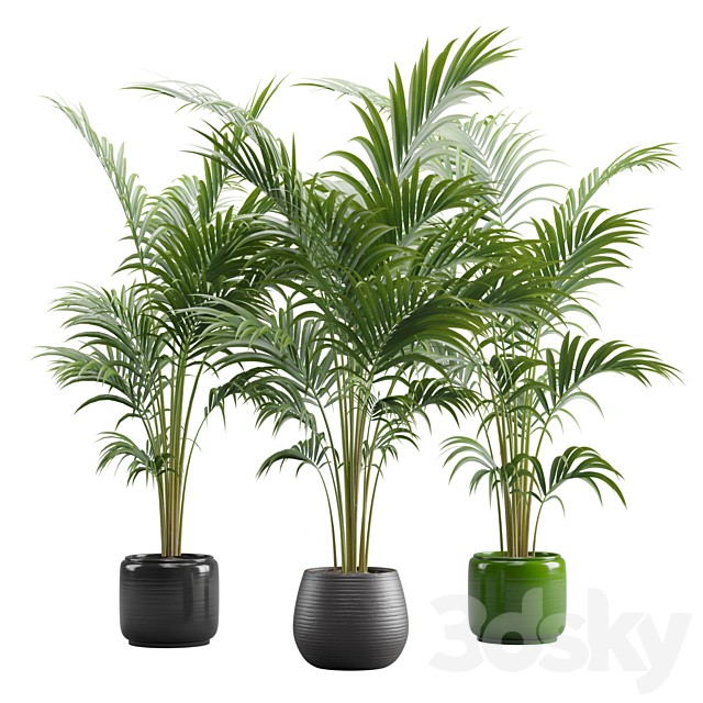 Areca Palms