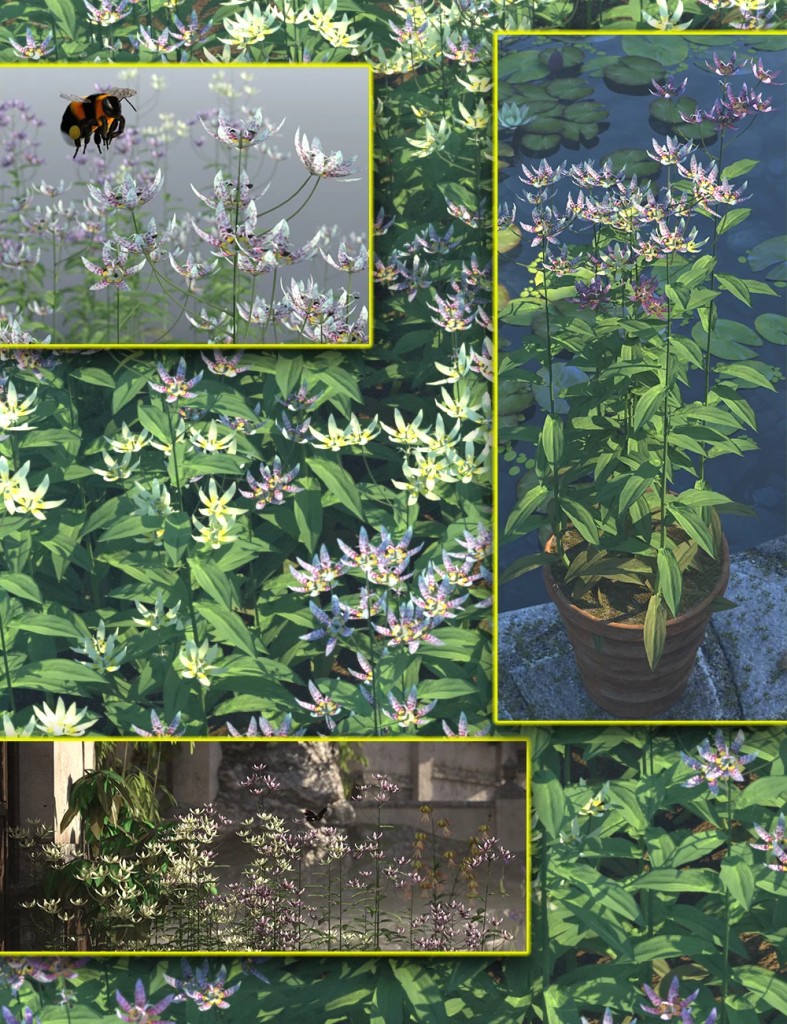 Cottage Garden Flowers – Toad Lily
