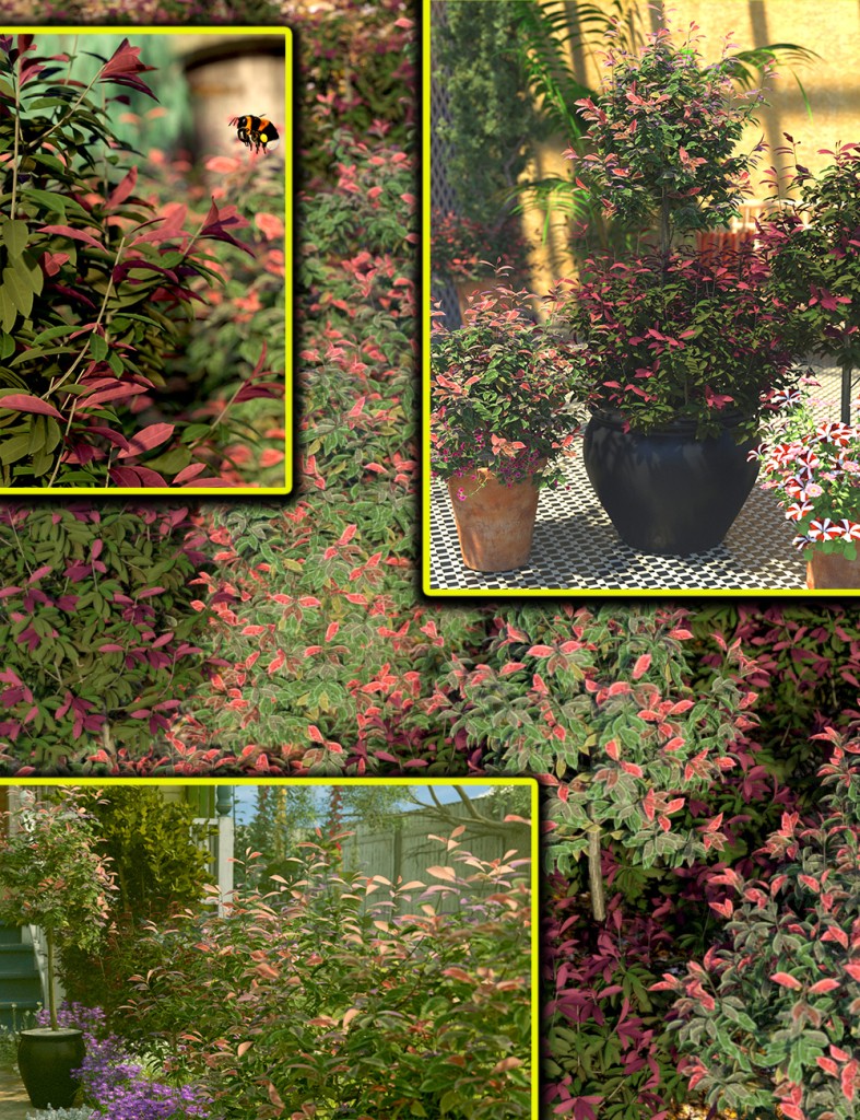 Garden Shrubs – Photina Bushes