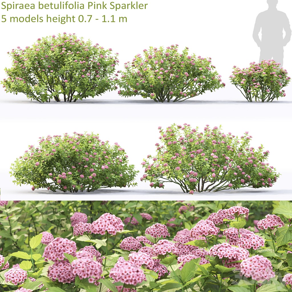 Spiraea betulifolia
