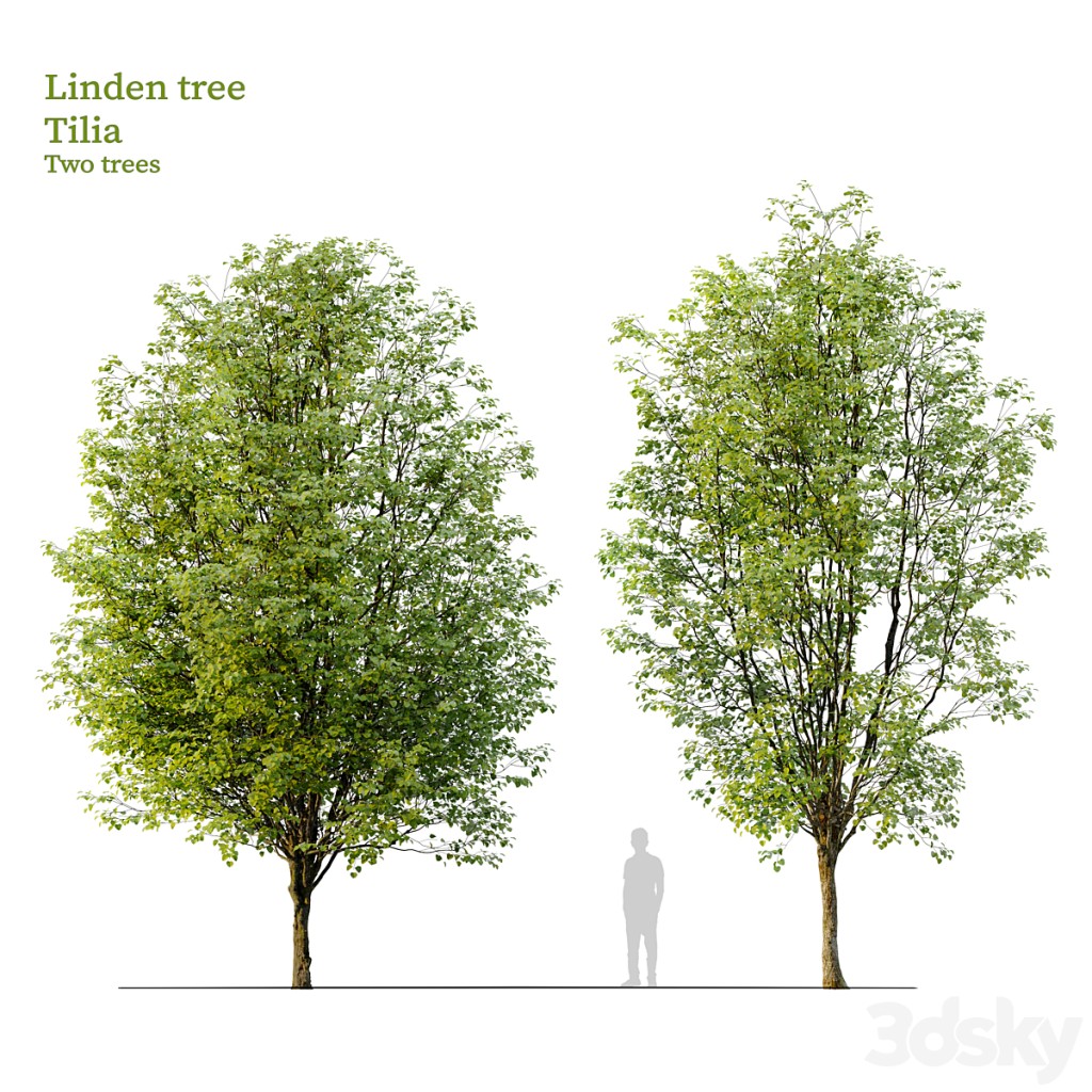 Linden tree_03