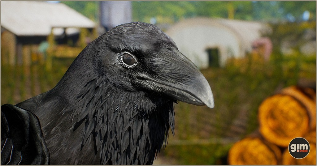 Animalia - Raven