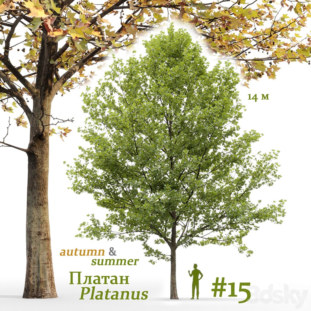 Plane-tree / Sycamore / Platanus #15