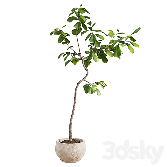 Curved Indoor Ficus Tree in Light Stone Pot