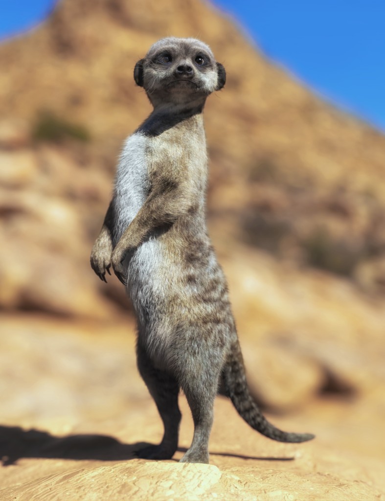 Meerkat by AM