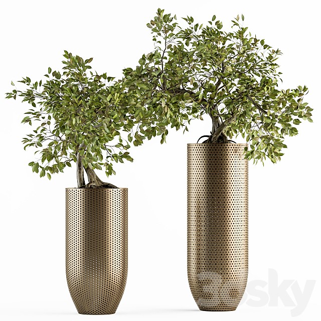 indoor Plant Set 236 - Bonsai in Gold Pot
