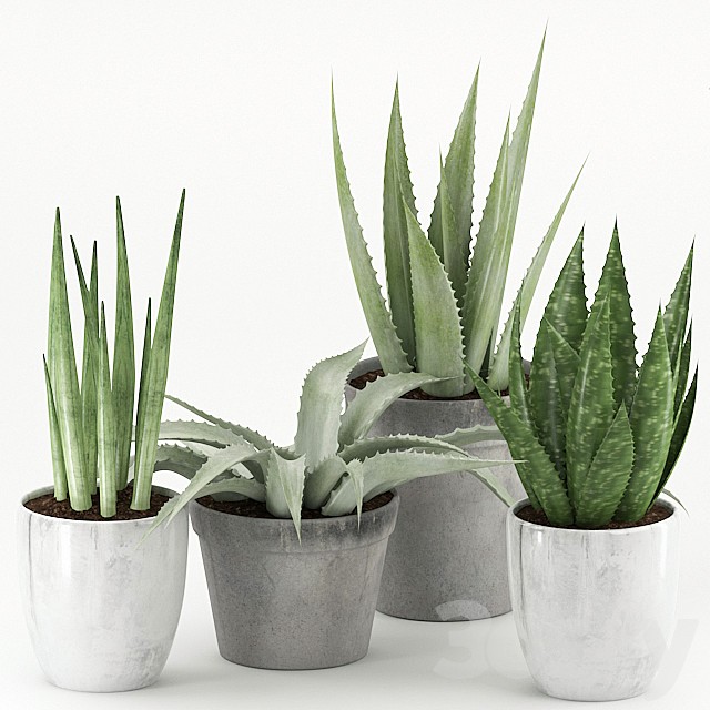Plants 167