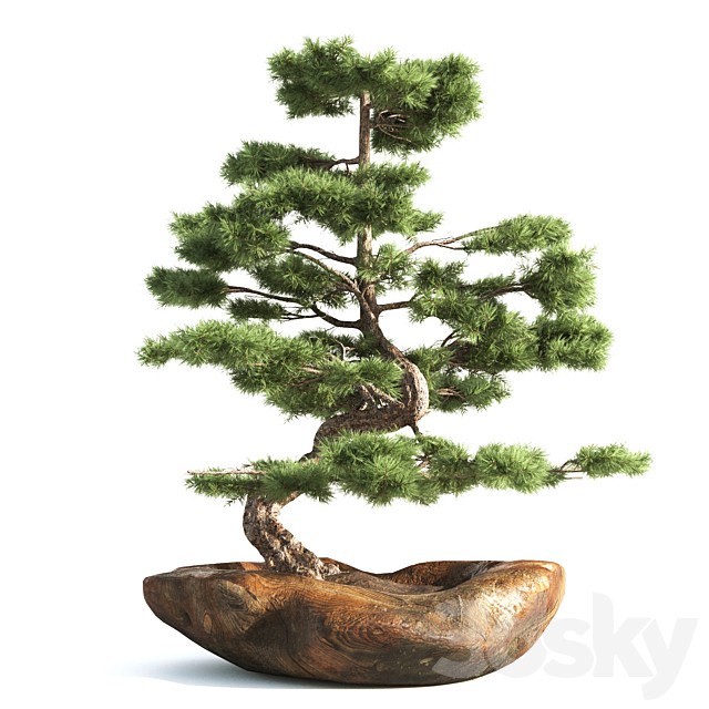 bonsai03