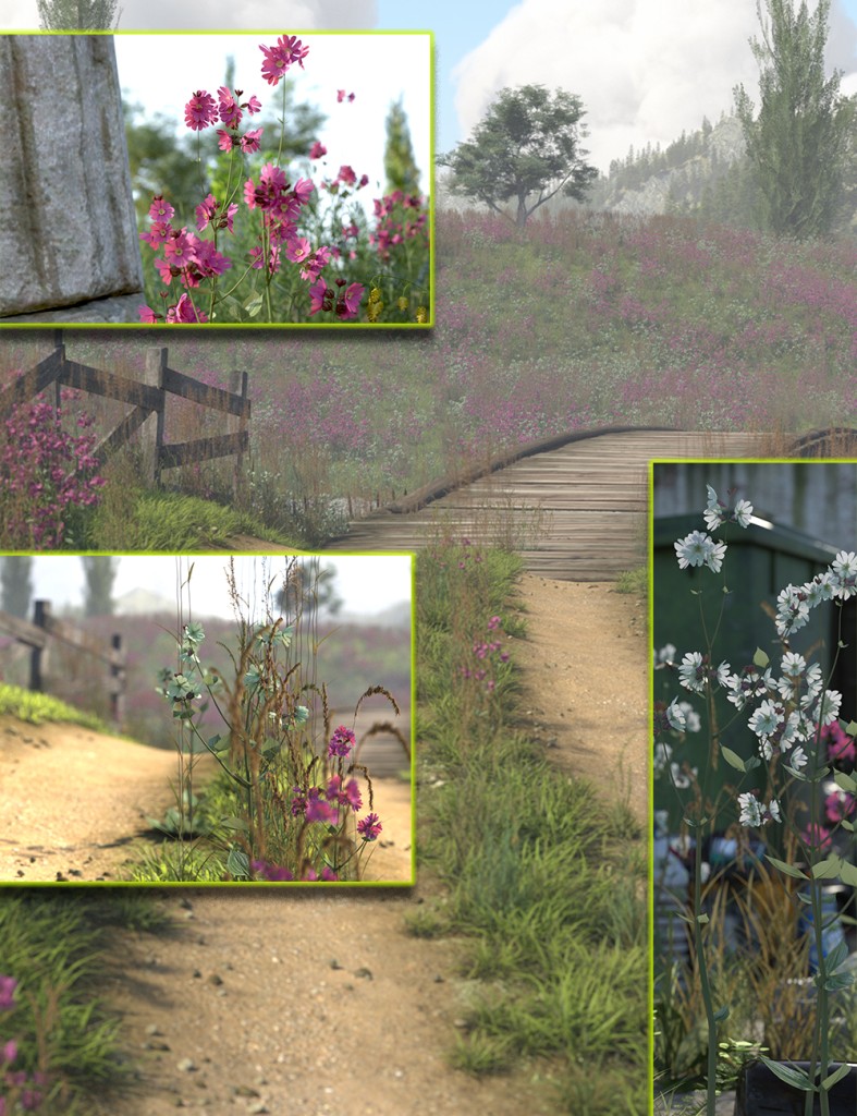 Wild Flowers – Campion