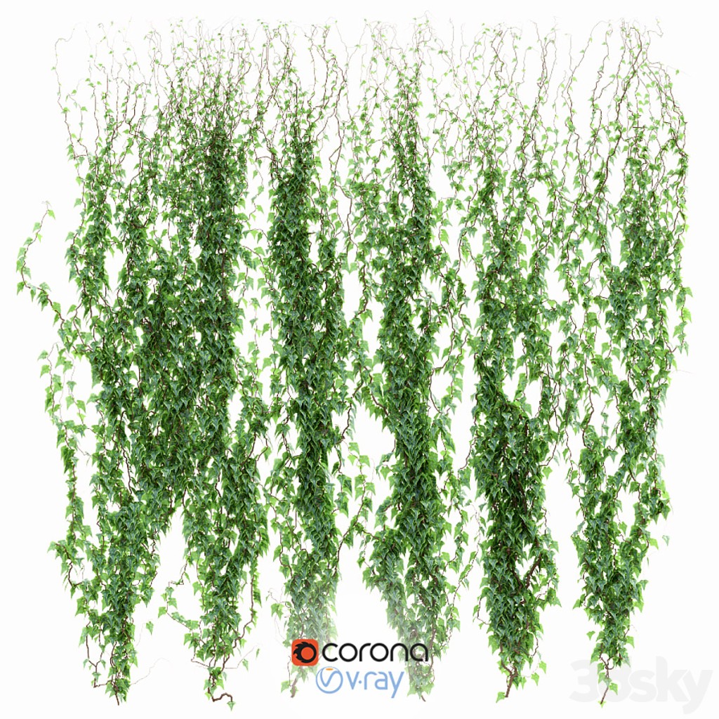 Ivy Wall