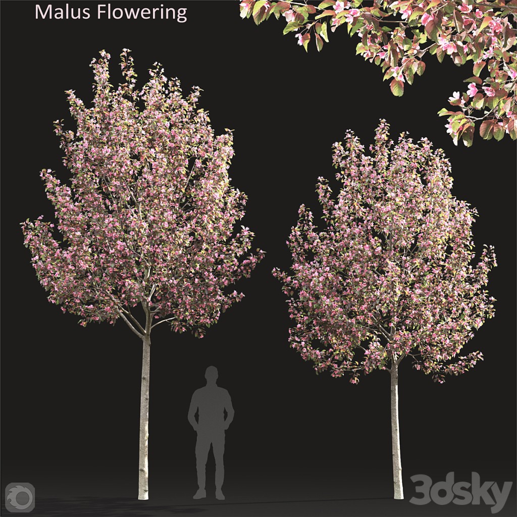 Malus flowering