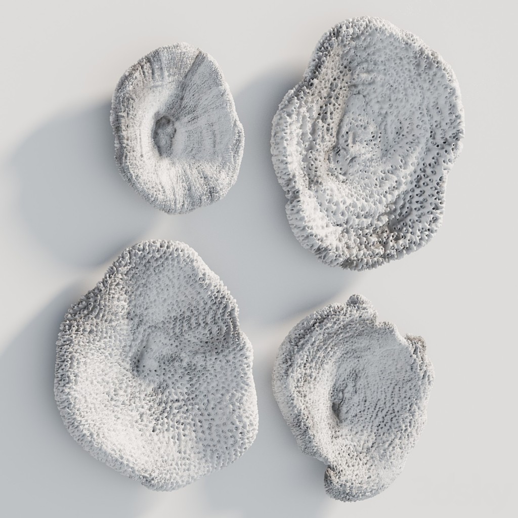 Sea Coral Wall Decor
