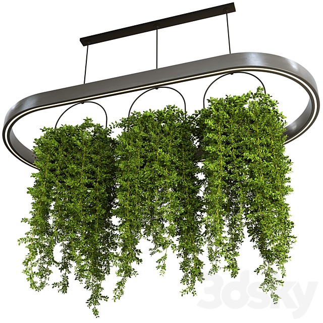 Indoor Plants Hanging Plants set61