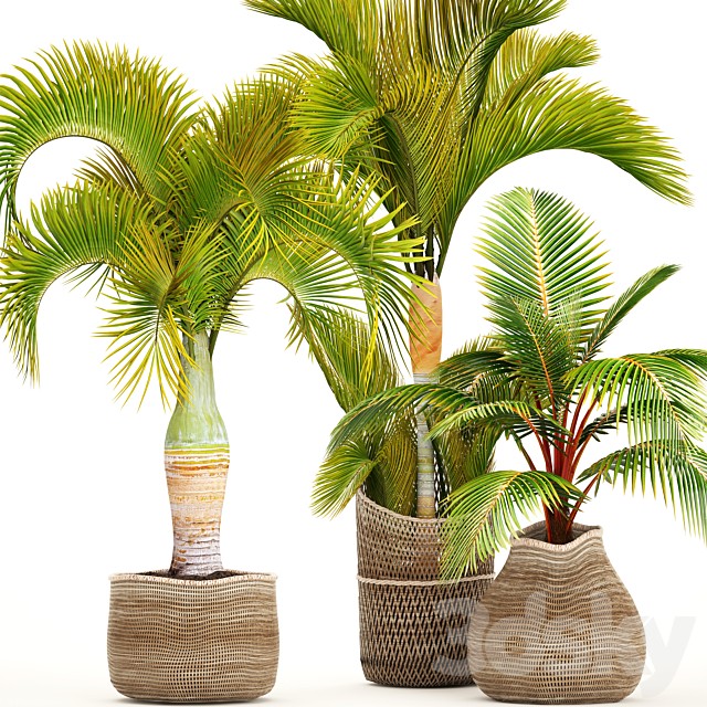 Collection of plants 97. tropical plants. Hyophorbe, ornamental palms, basket, coconut tree, young coconut, tropical plants