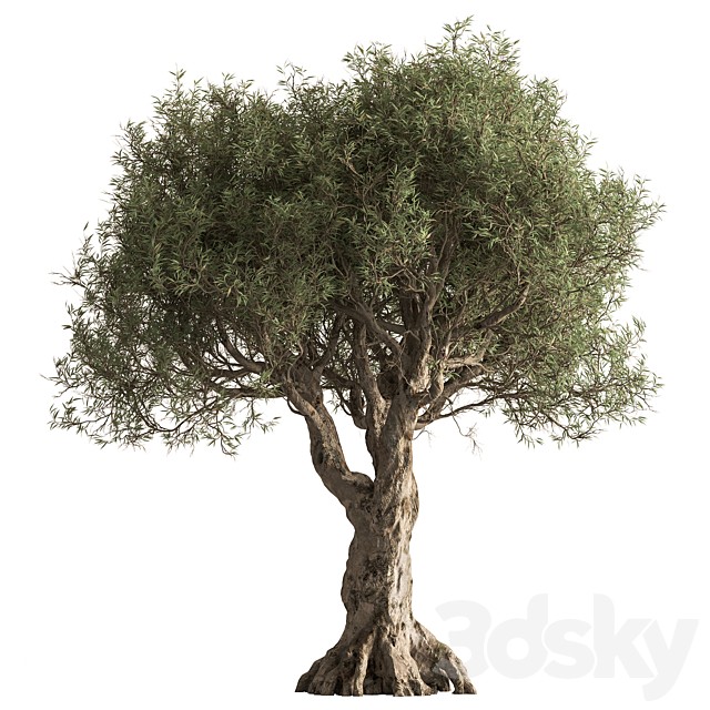 Olive Tree Set 421