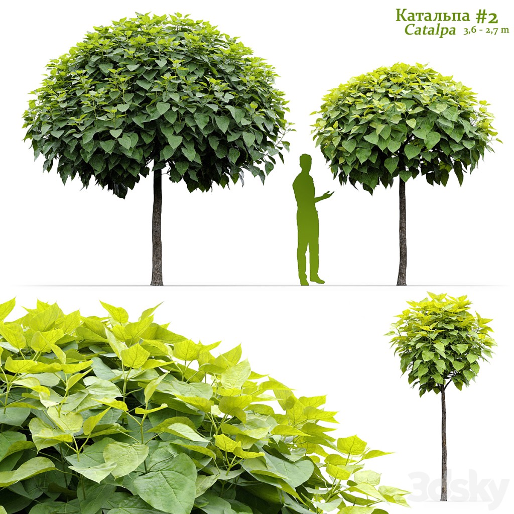 Catalpa #2