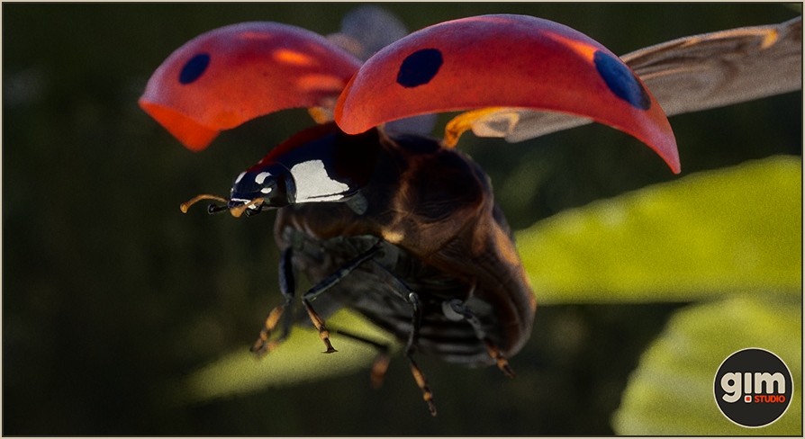 [UE] Animalia - Ladybug