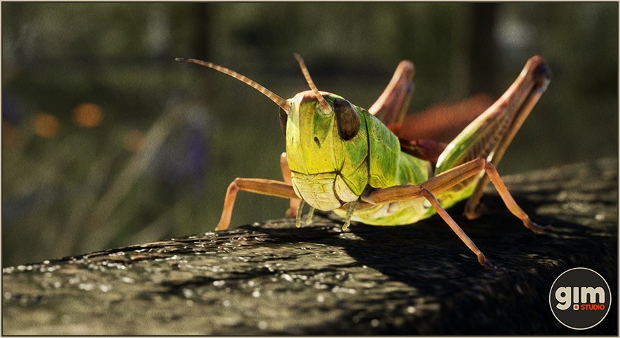 Animalia - Meadow Grasshopper for iClone