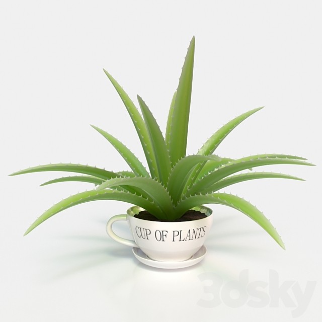 Aloe Vera