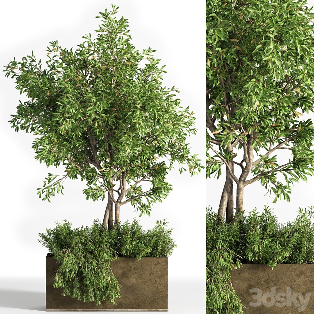 Outdoor plants tree 13