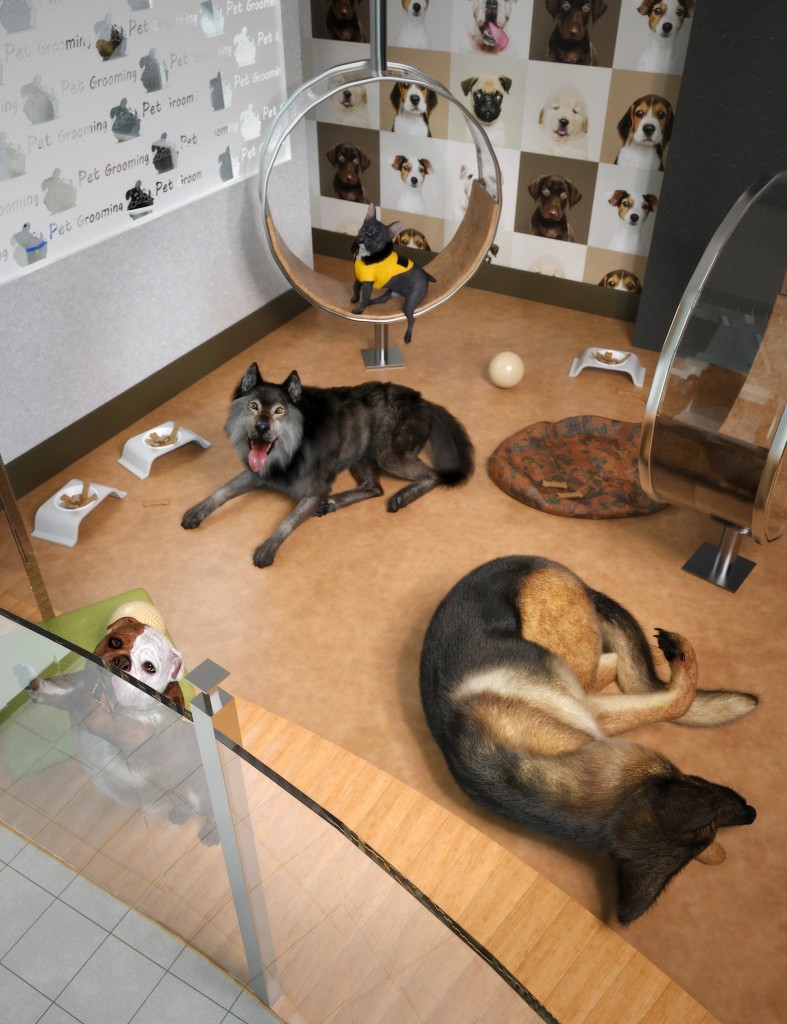 International Dog Day Bundle