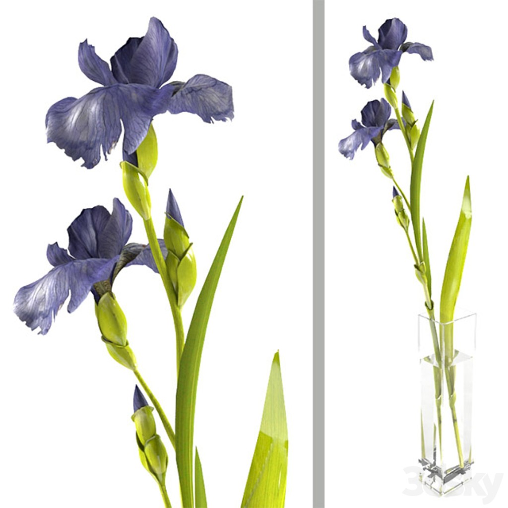 Irises