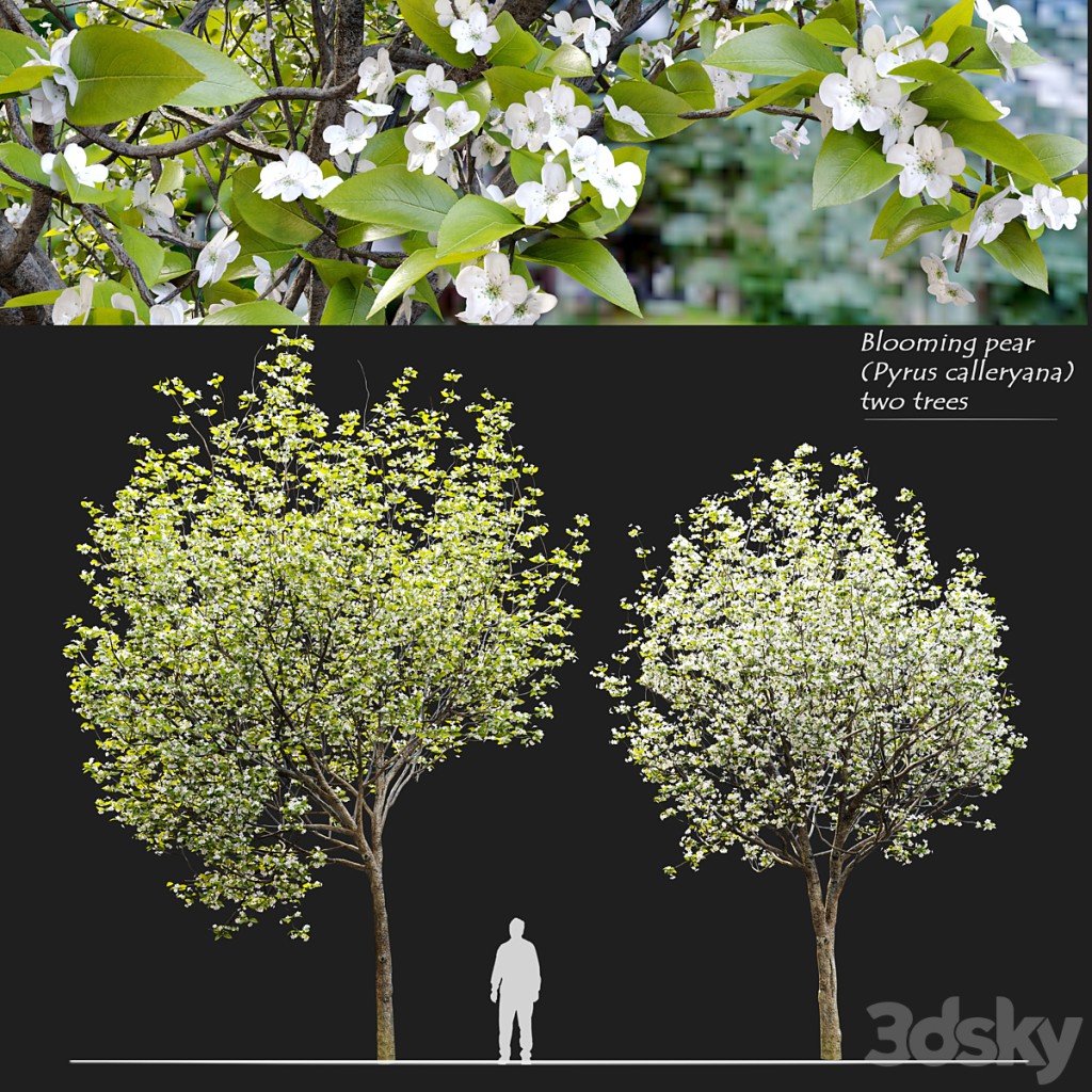 Callery pear (pyrus calleryana)