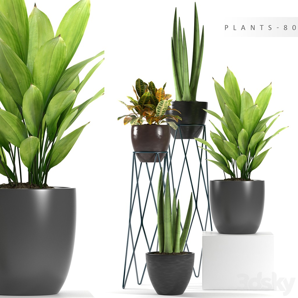 PLANTS 80