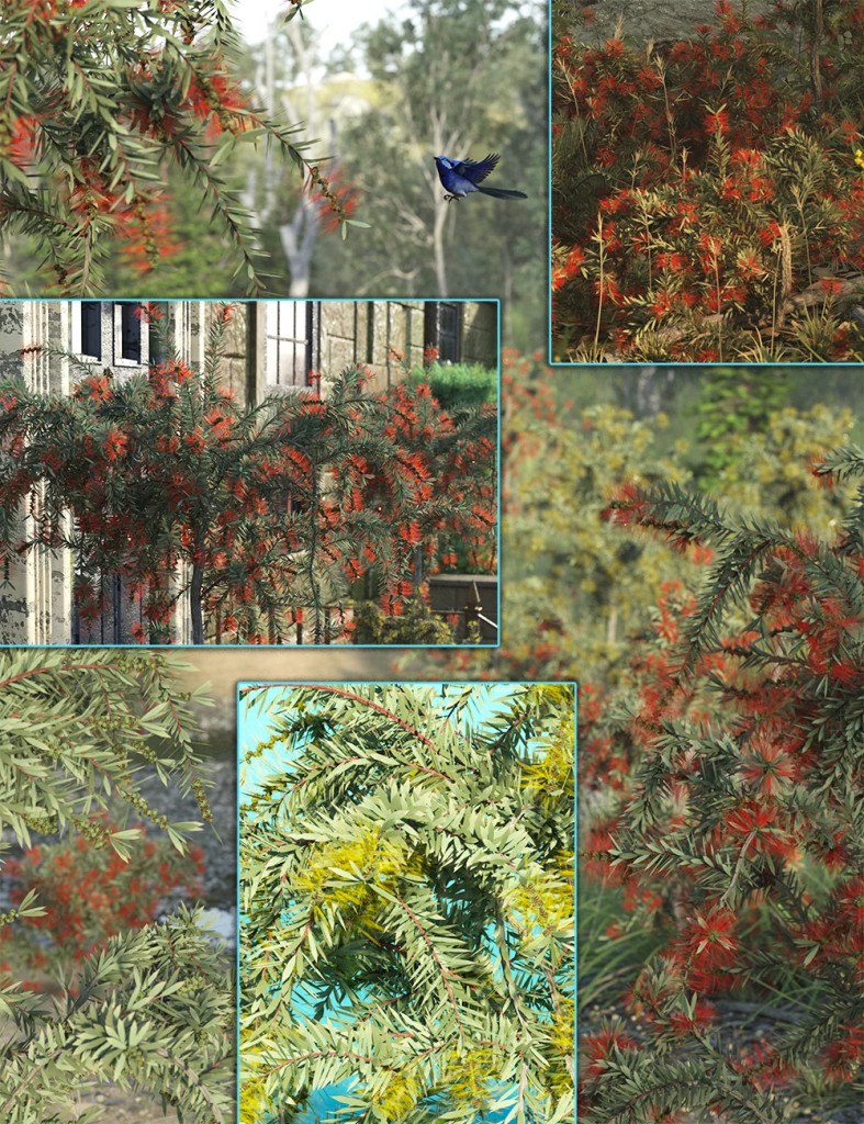 Australian Bottle Brush